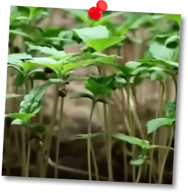 H‑Nutrient Seedlings